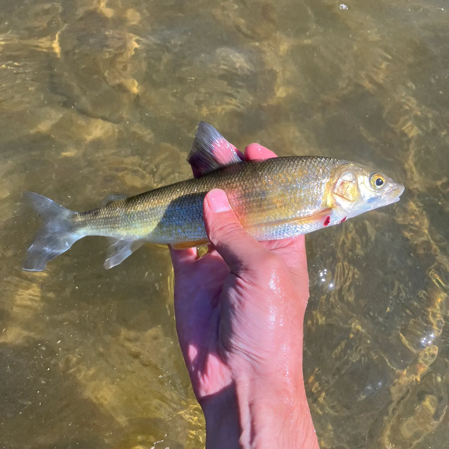 The most recent Mountain whitefish catches on Fishbrain
