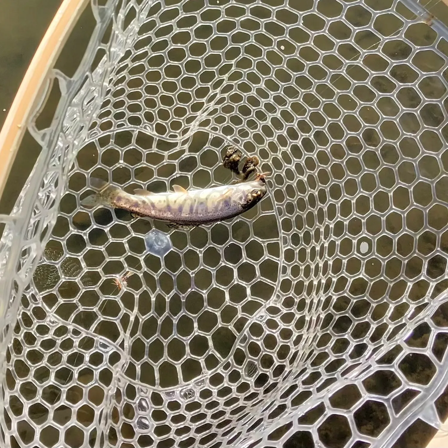 Rainbow trout caught on Fishbrain