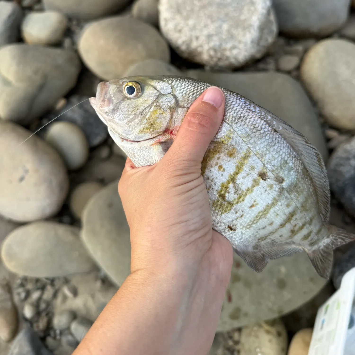 The most recent Barred surfperch catches on Fishbrain