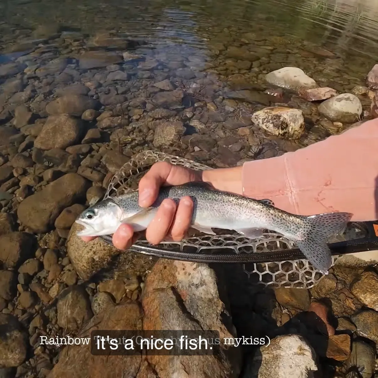 Rainbow trout caught on Fishbrain