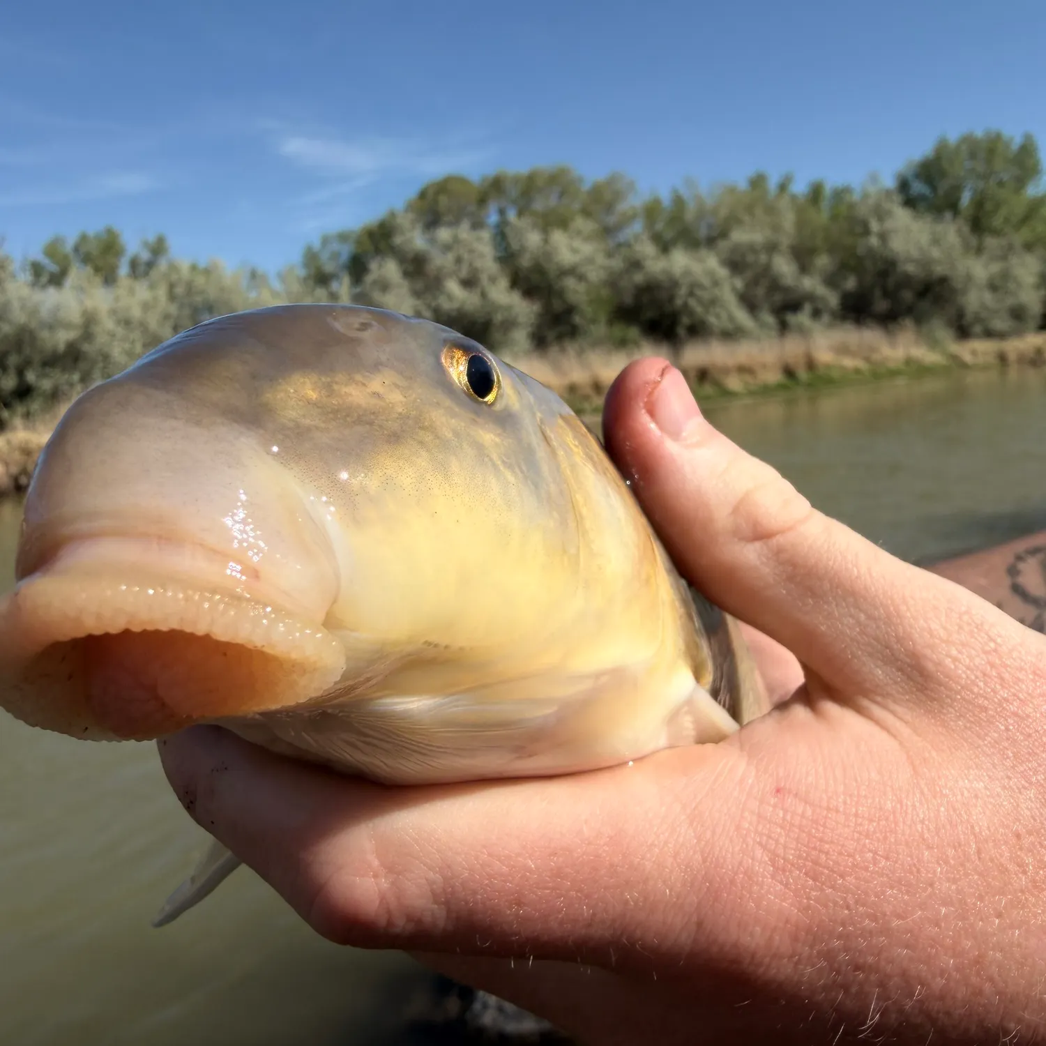 The most recent White sucker catches on Fishbrain