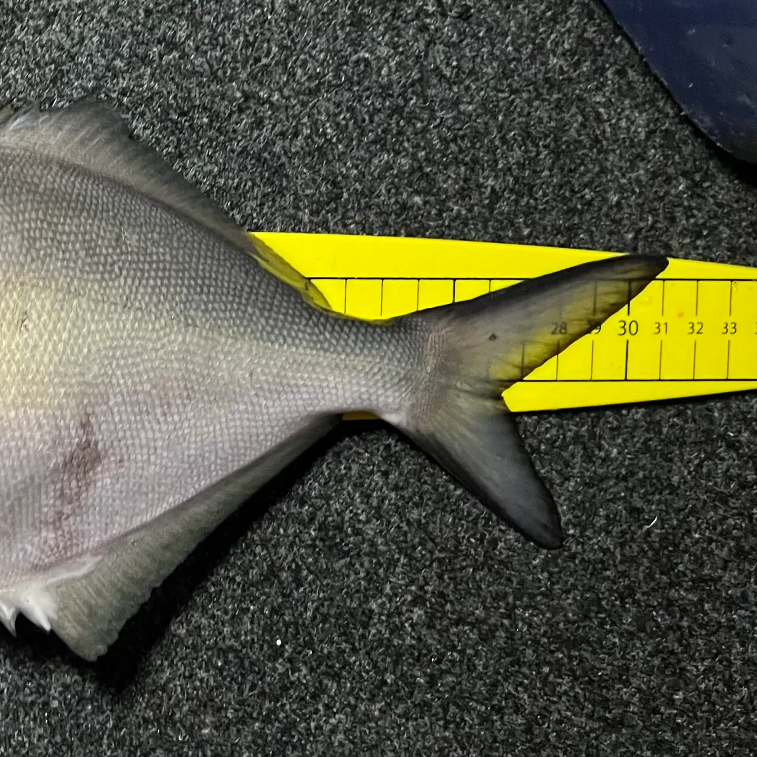 The most recent Silver sweep catches on Fishbrain