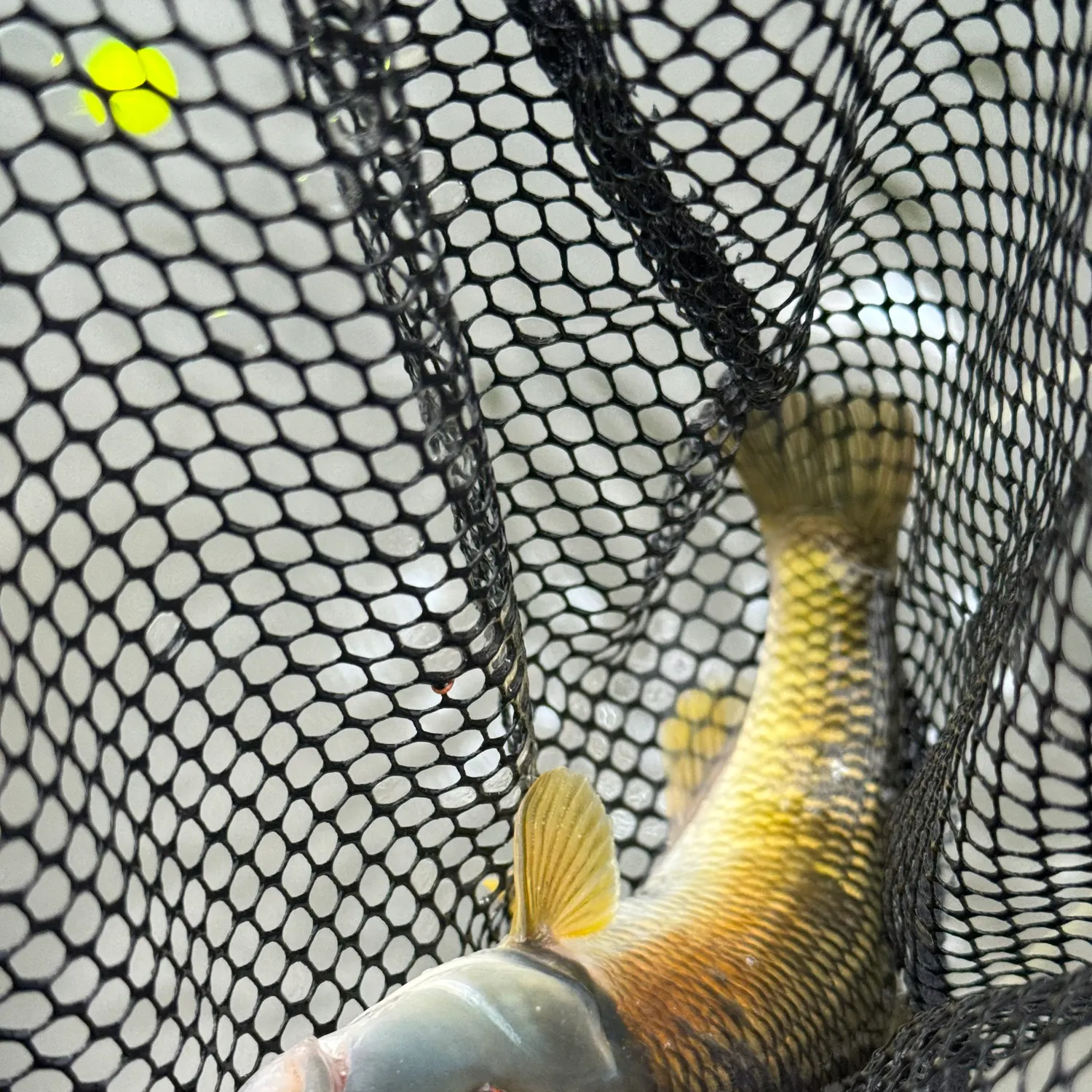 The most recent River chub catches on Fishbrain