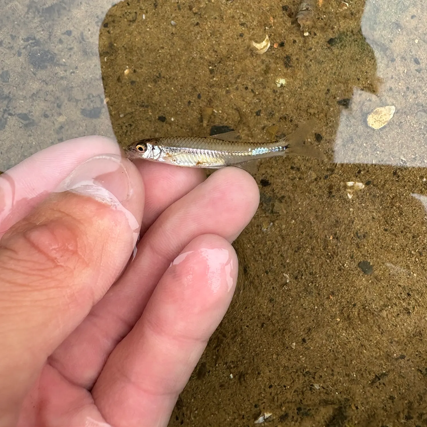 The most recent Sand shiner catches on Fishbrain