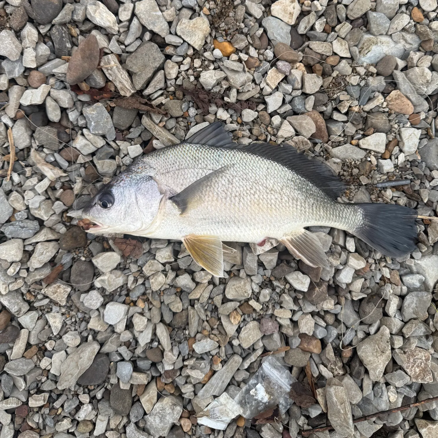 Freshwater drum caught on Fishbrain