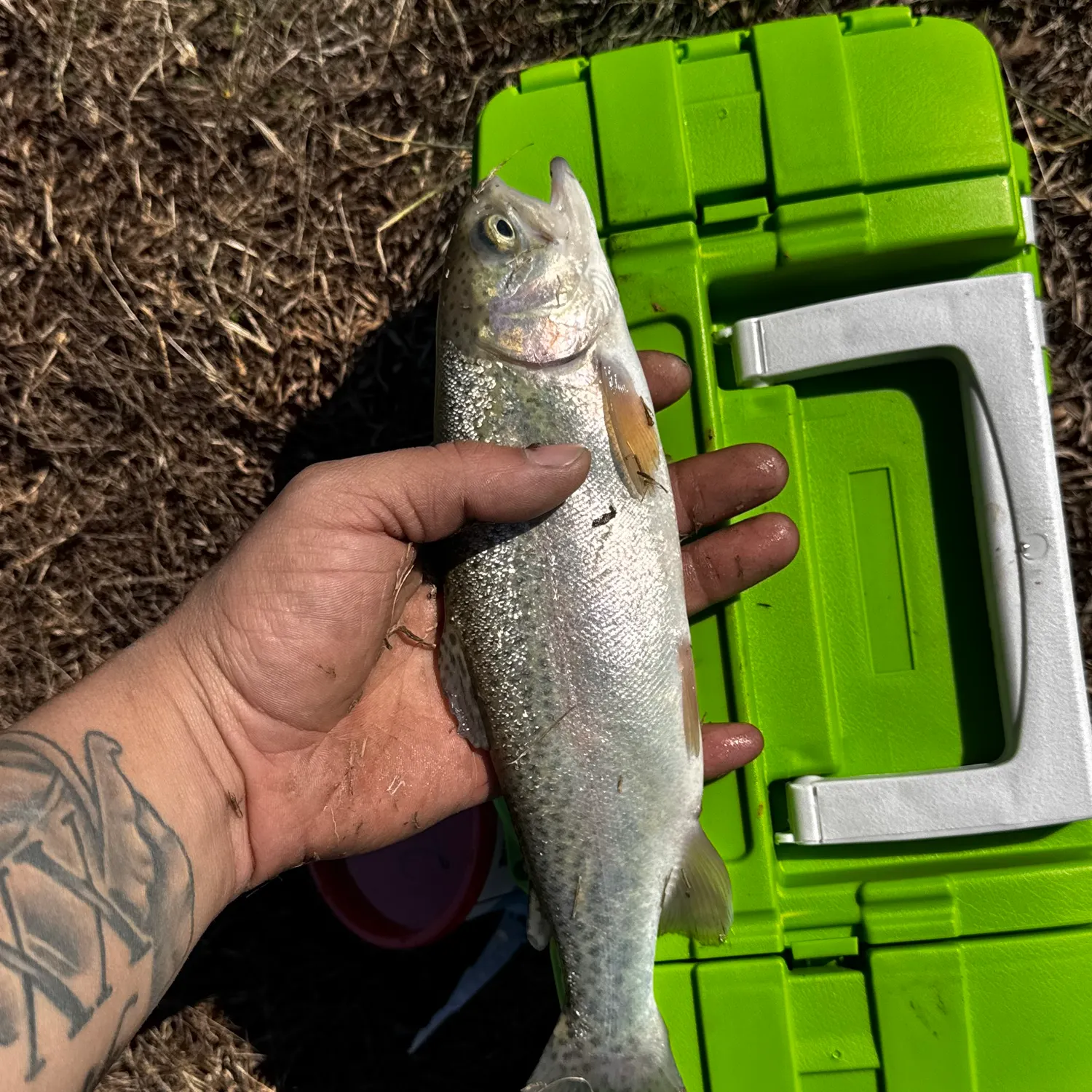 Rainbow trout caught on Fishbrain