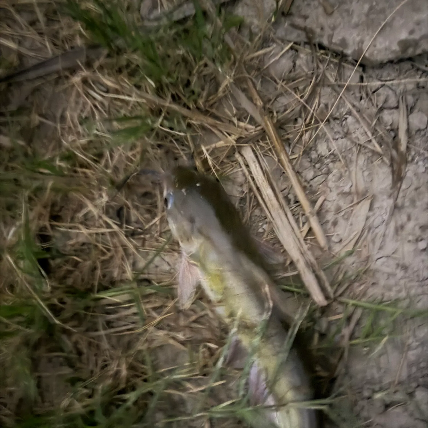 Channel catfish caught on Fishbrain
