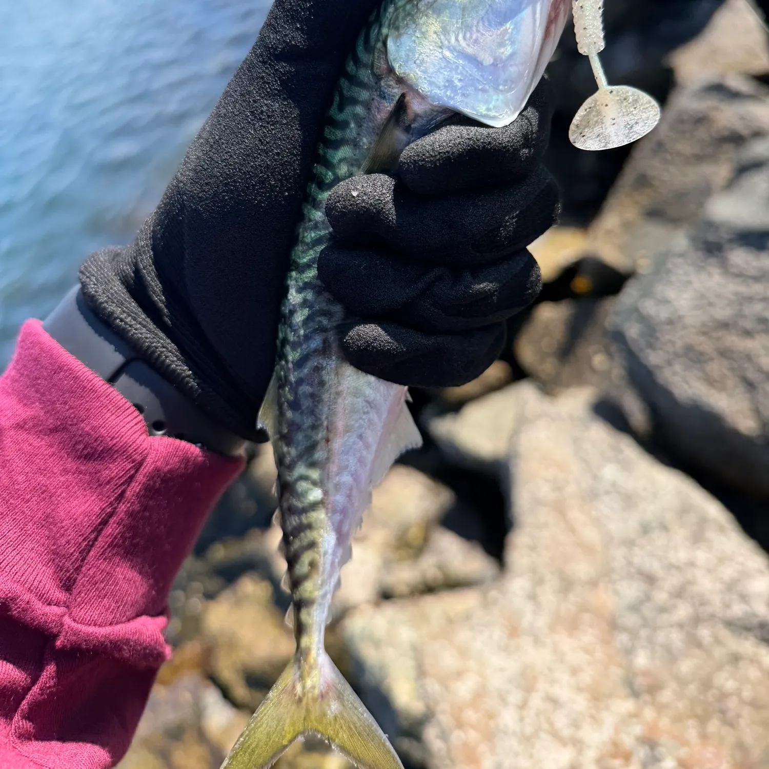 The most recent Pacific chub mackerel catches on Fishbrain