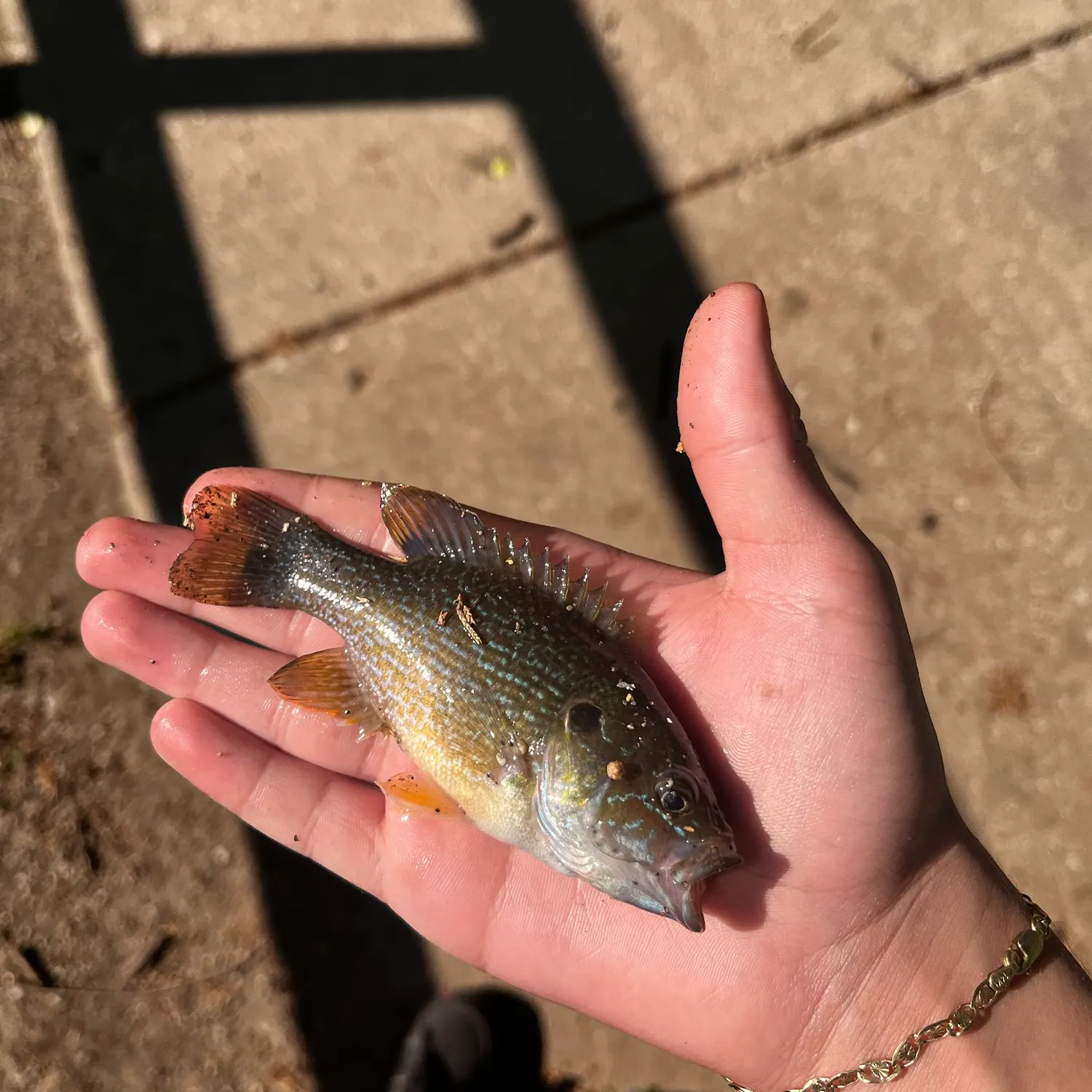 Green sunfish caught on Fishbrain