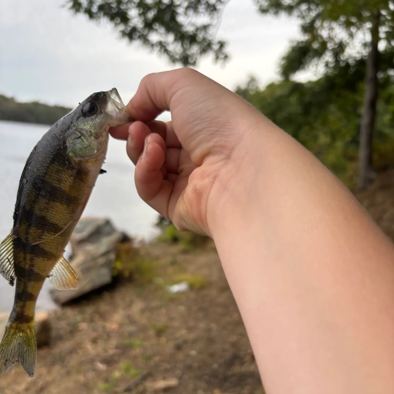 Yellow perch caught on Fishbrain