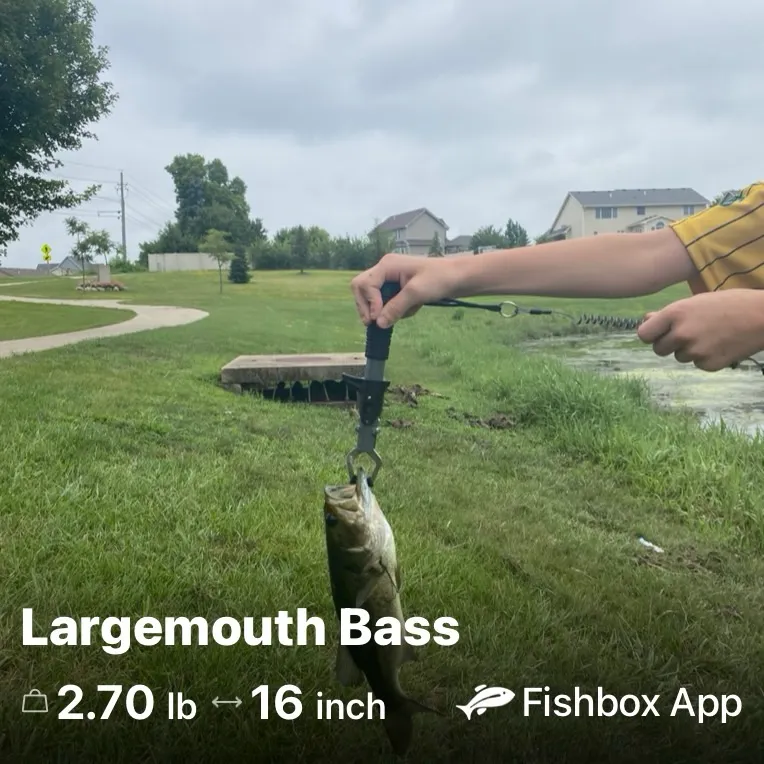 Largemouth bass caught on Fishbrain