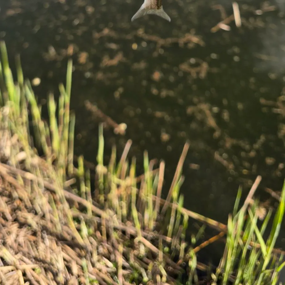 The most recent Common bleak catches on Fishbrain