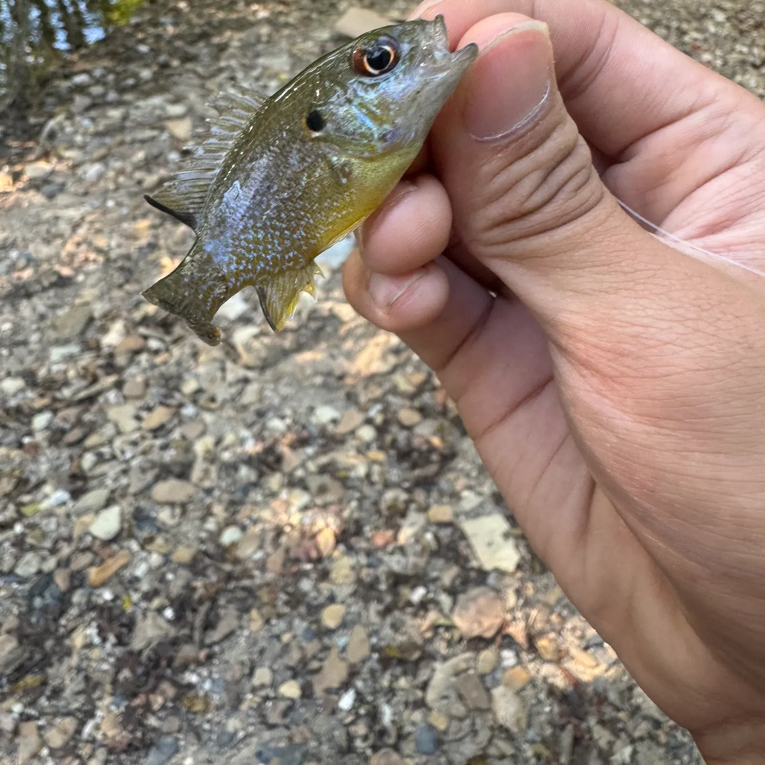 Green sunfish caught on Fishbrain