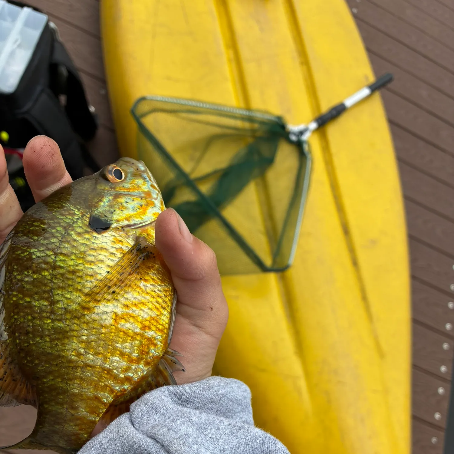 Bluegill caught on Fishbrain