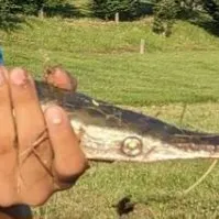The most recent Alligator gar catches on Fishbrain