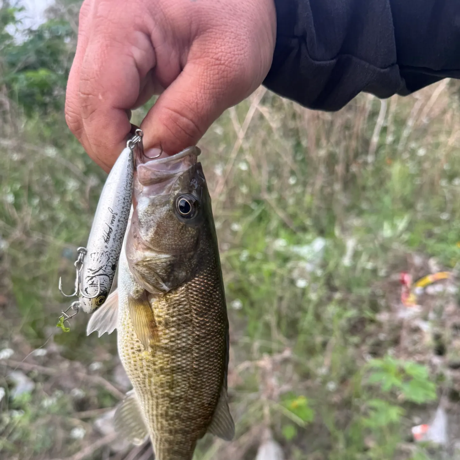 The most recent Guadalupe bass catches on Fishbrain
