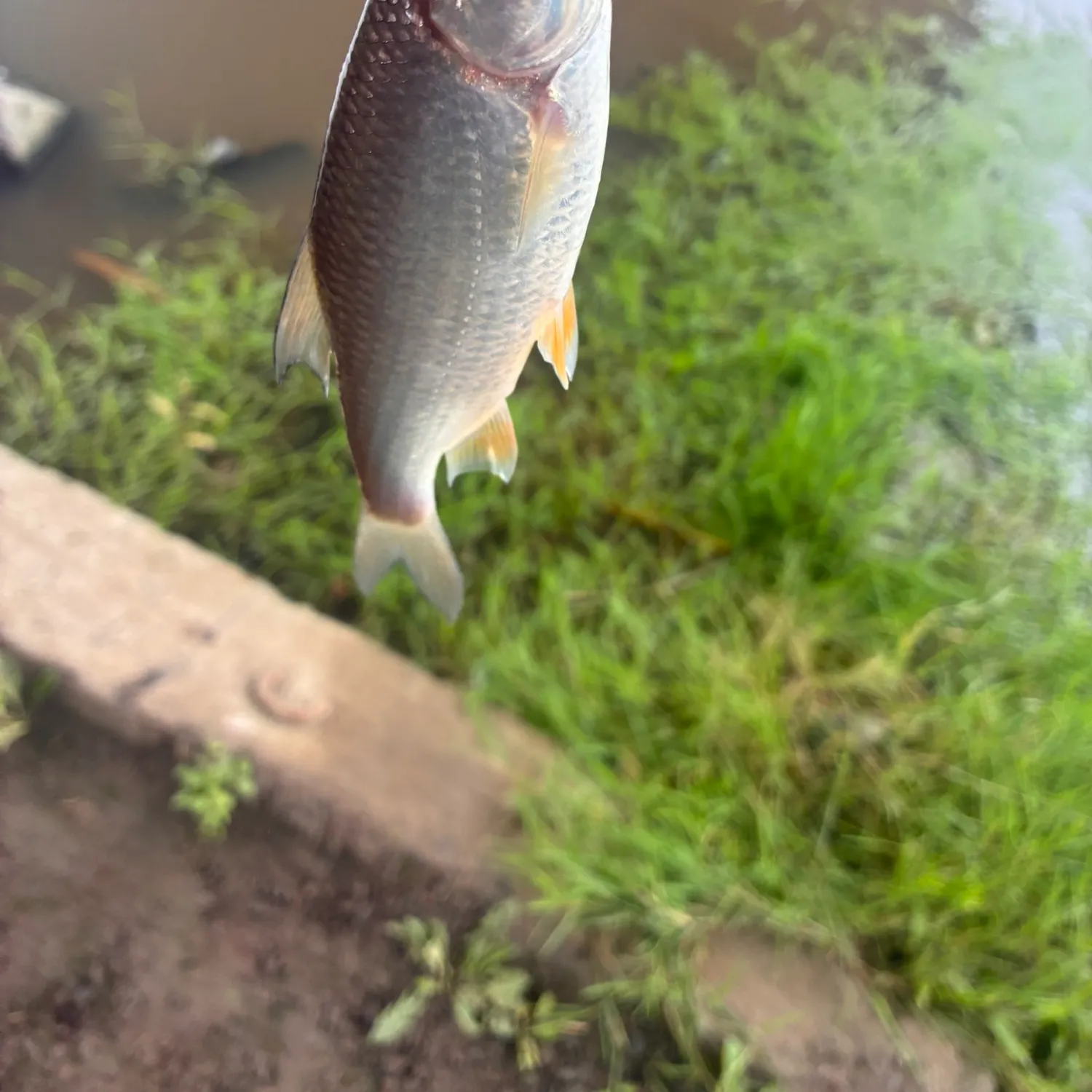 Common roach caught on Fishbrain