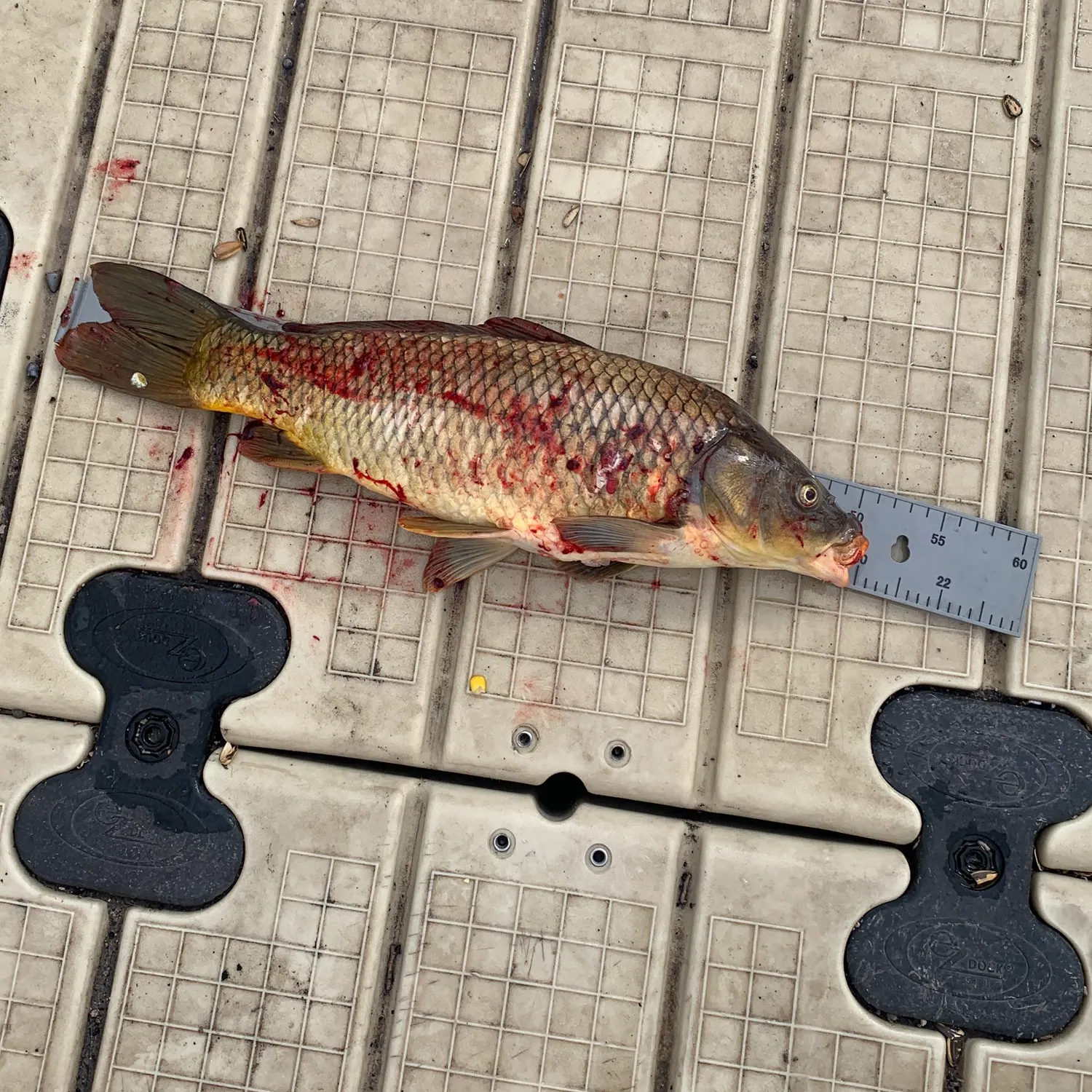 Common carp caught on Fishbrain