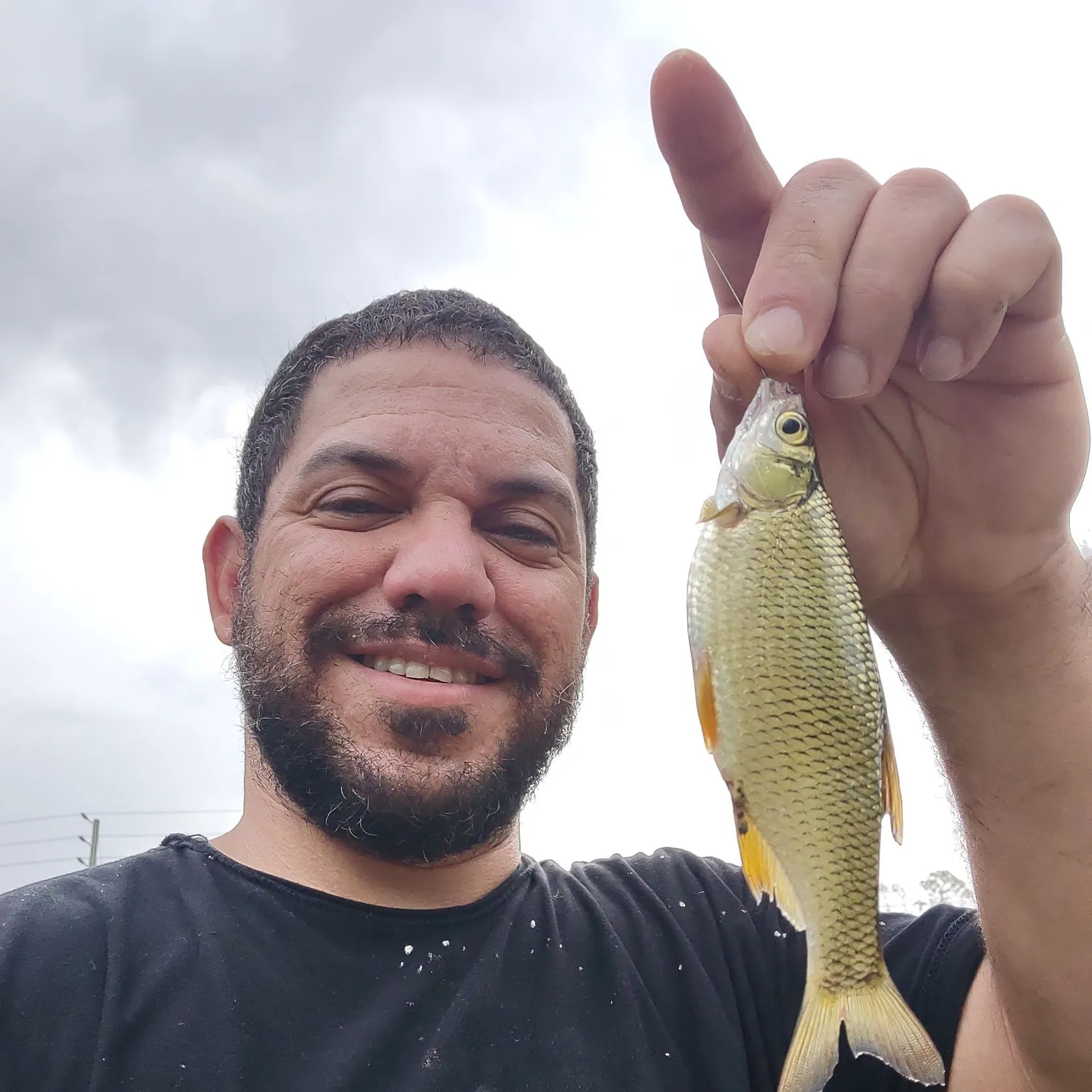 The most recent Golden shiner catches on Fishbrain