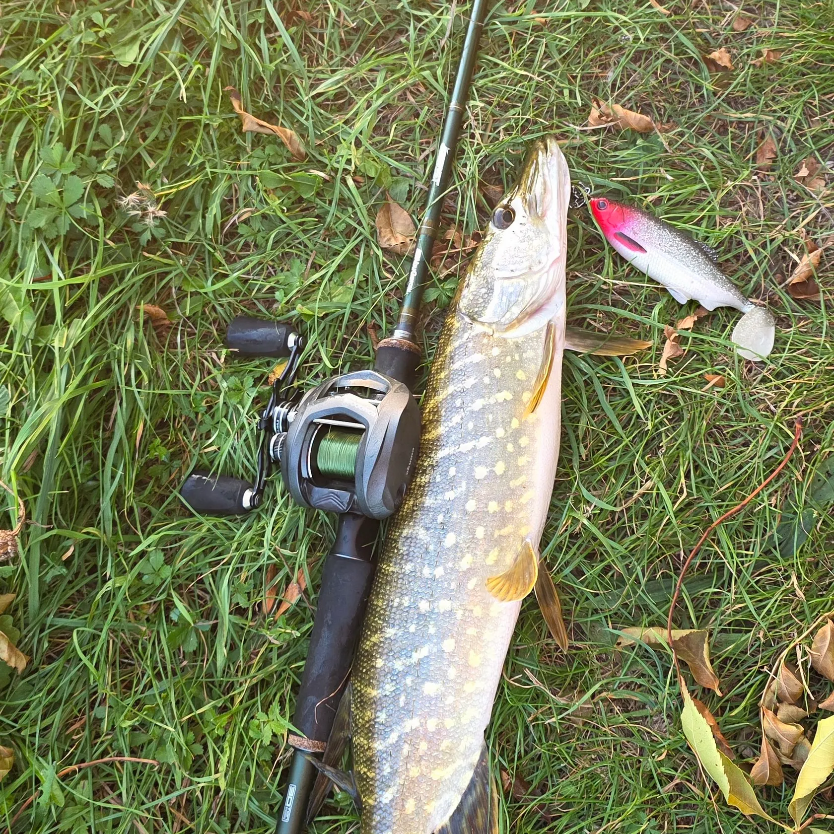 Northern pike caught on Fishbrain