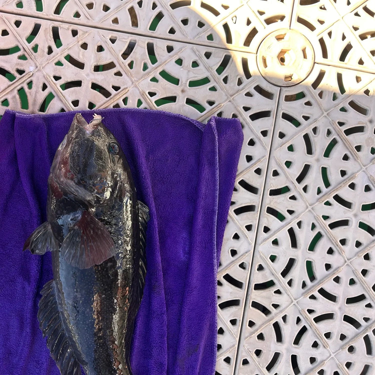 The most recent Red naped wrasse catches on Fishbrain