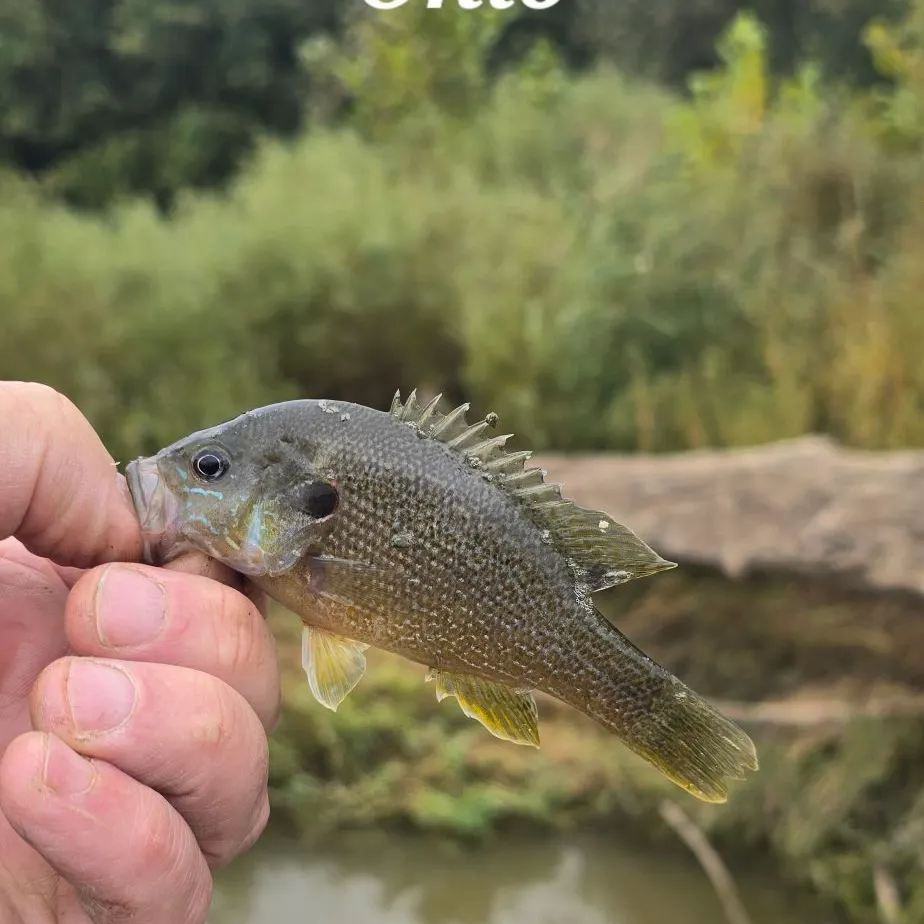 Green sunfish caught on Fishbrain