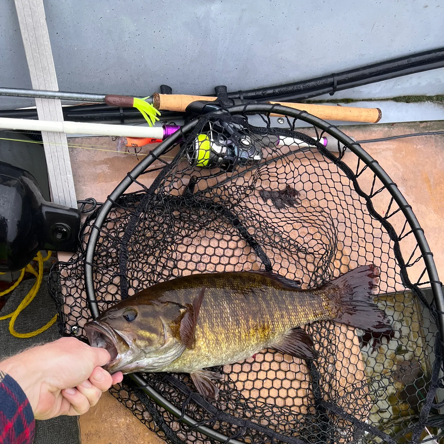 Smallmouth bass caught on Fishbrain