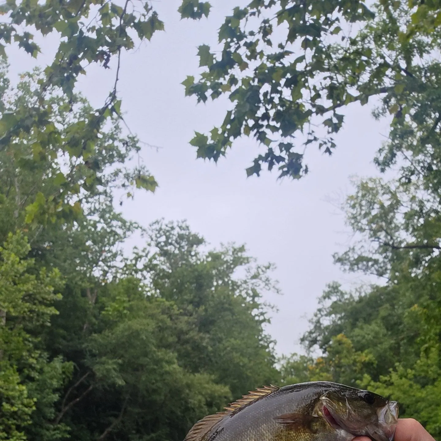 Smallmouth bass caught on Fishbrain