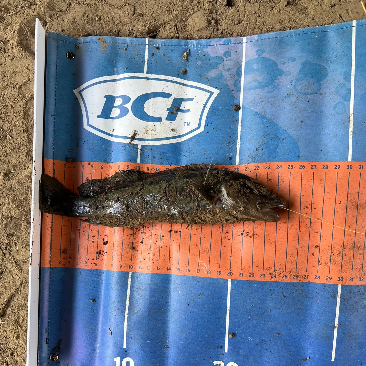 The most recent River blackfish catches on Fishbrain