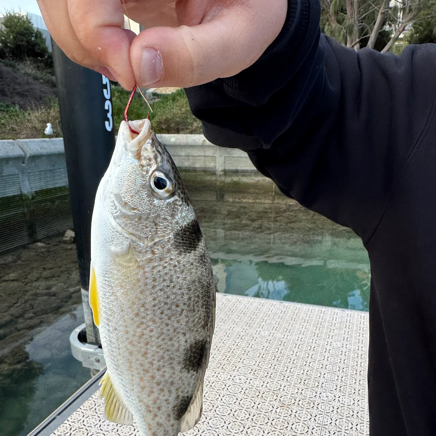 The most recent Yellowtail Grunter catches on Fishbrain