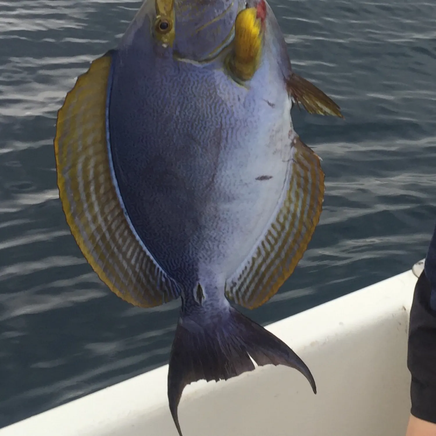 angler catch