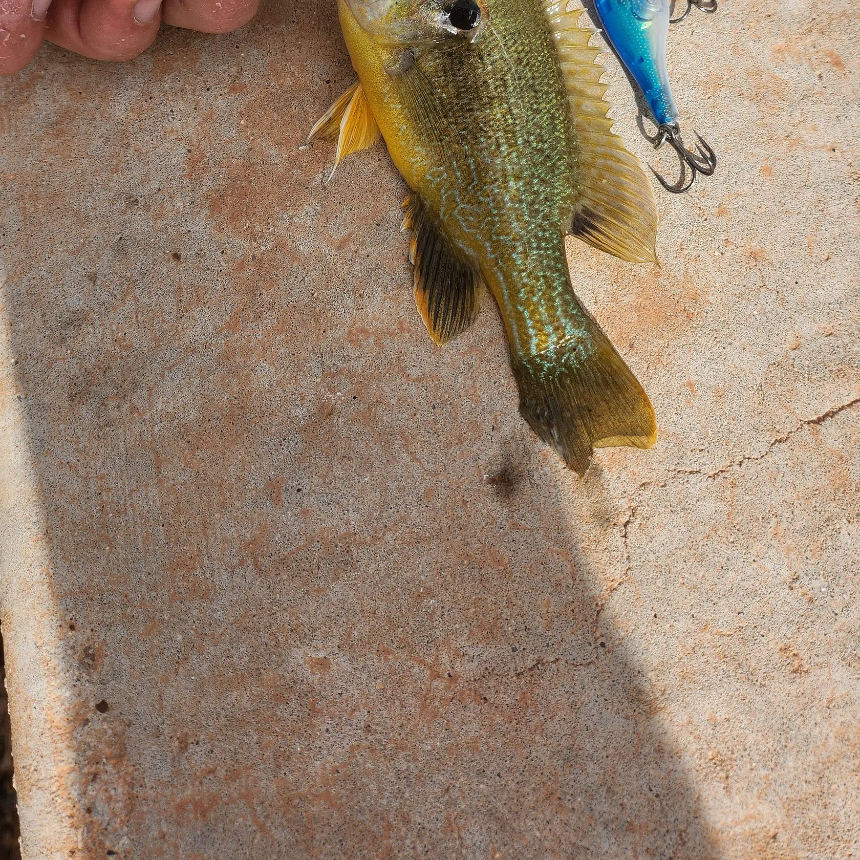 Greengill hybrid caught on Fishbrain