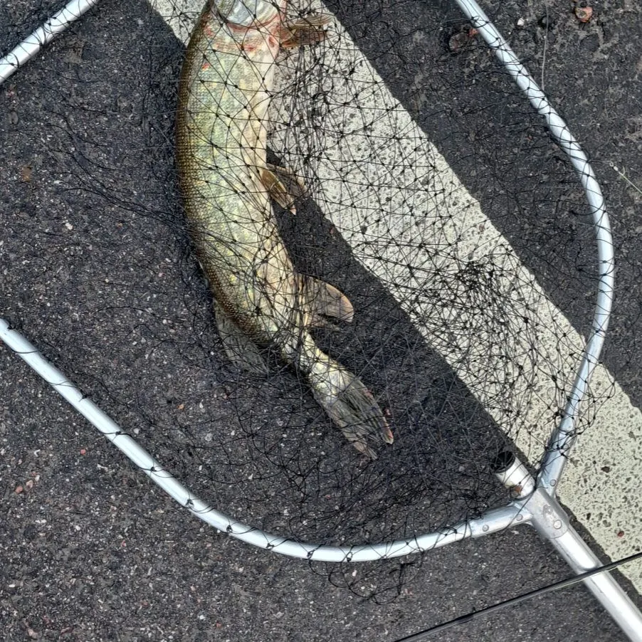 Northern pike caught on Fishbrain