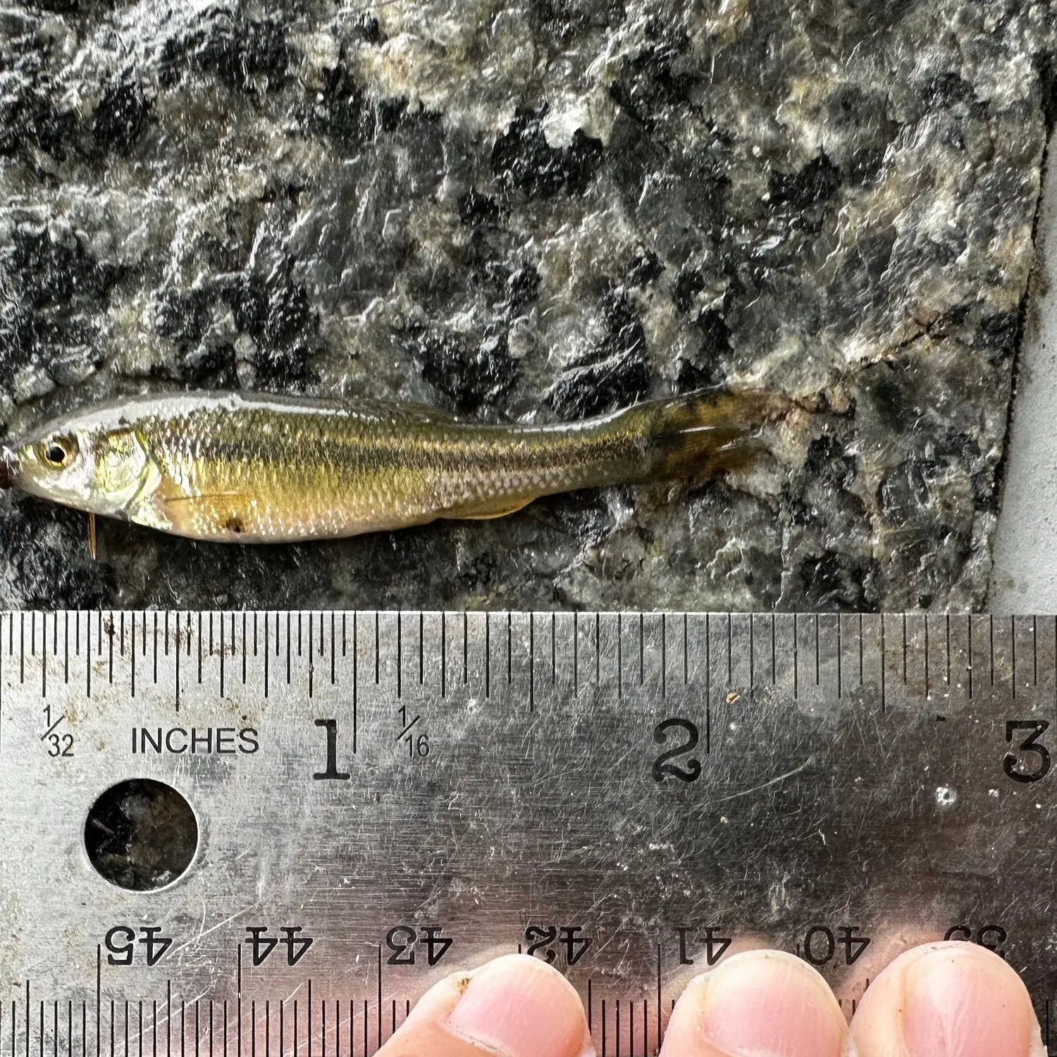 Fathead minnow caught on Fishbrain