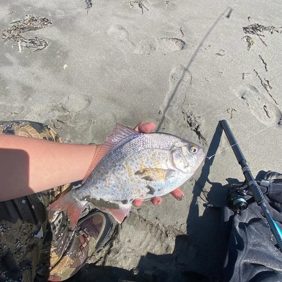 The most recent Redtail surfperch catches on Fishbrain