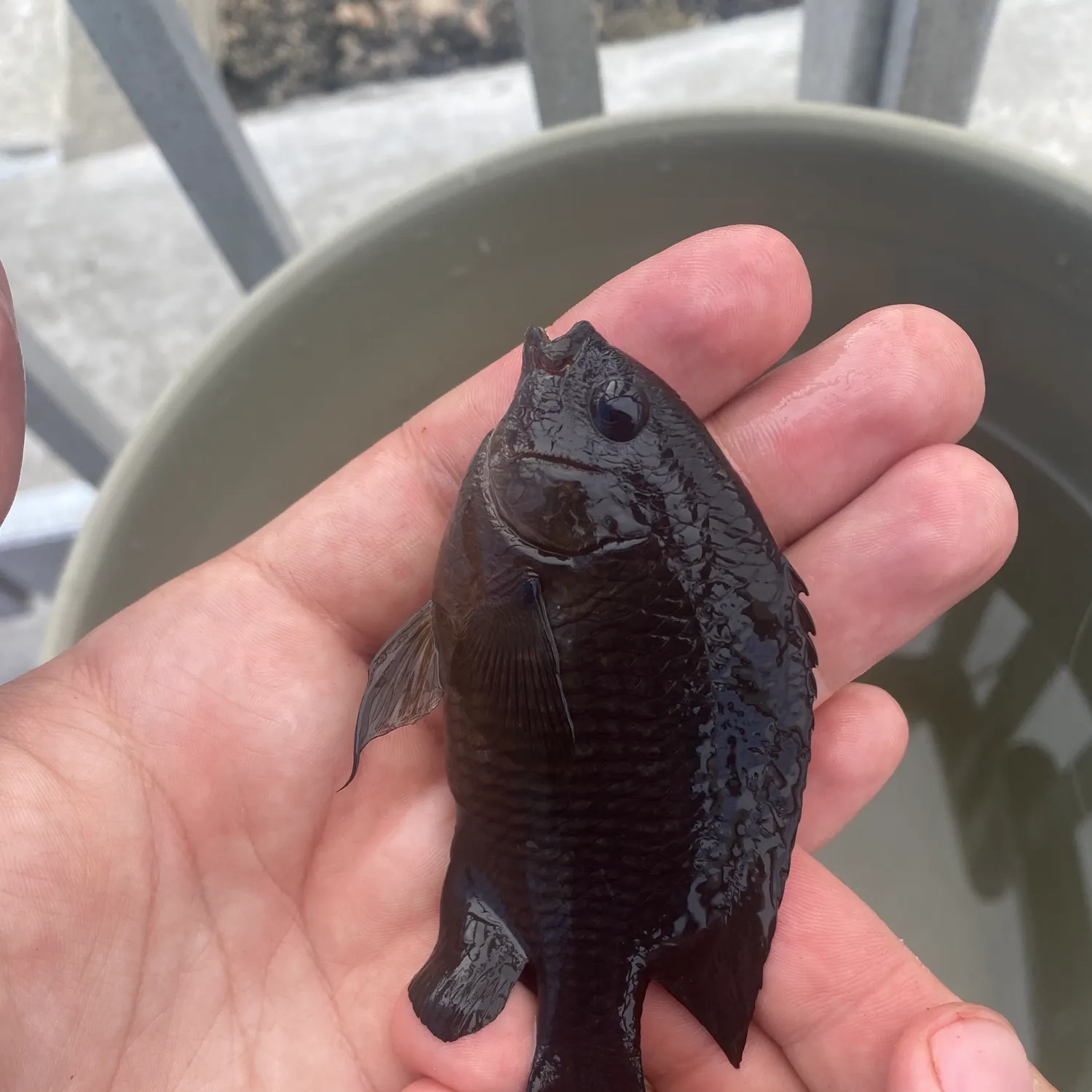 The most recent Dusky damselfish catches on Fishbrain