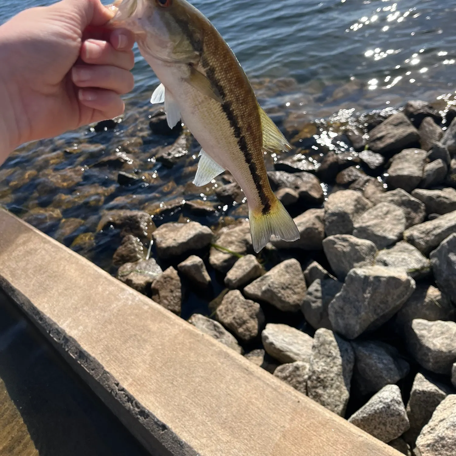The most recent Shoal bass catches on Fishbrain