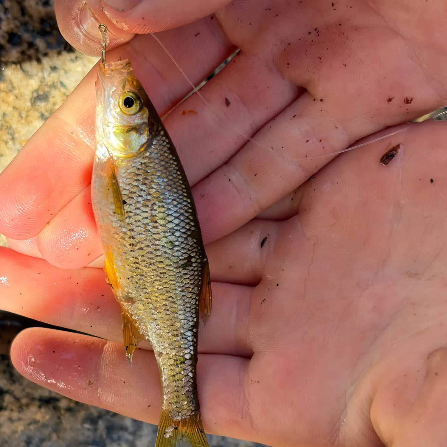 The most recent Golden shiner catches on Fishbrain