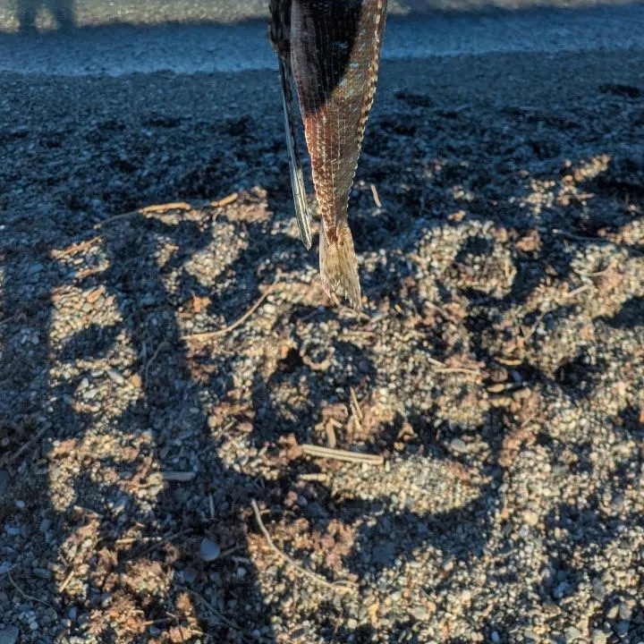 The most recent Flying gurnard catches on Fishbrain