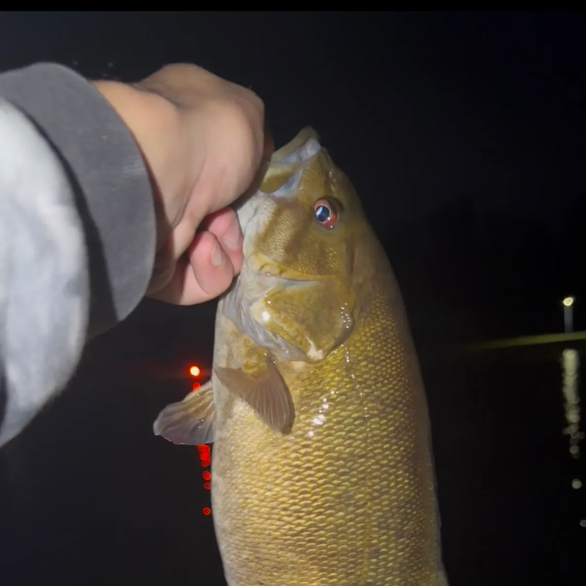 Smallmouth bass caught on Fishbrain