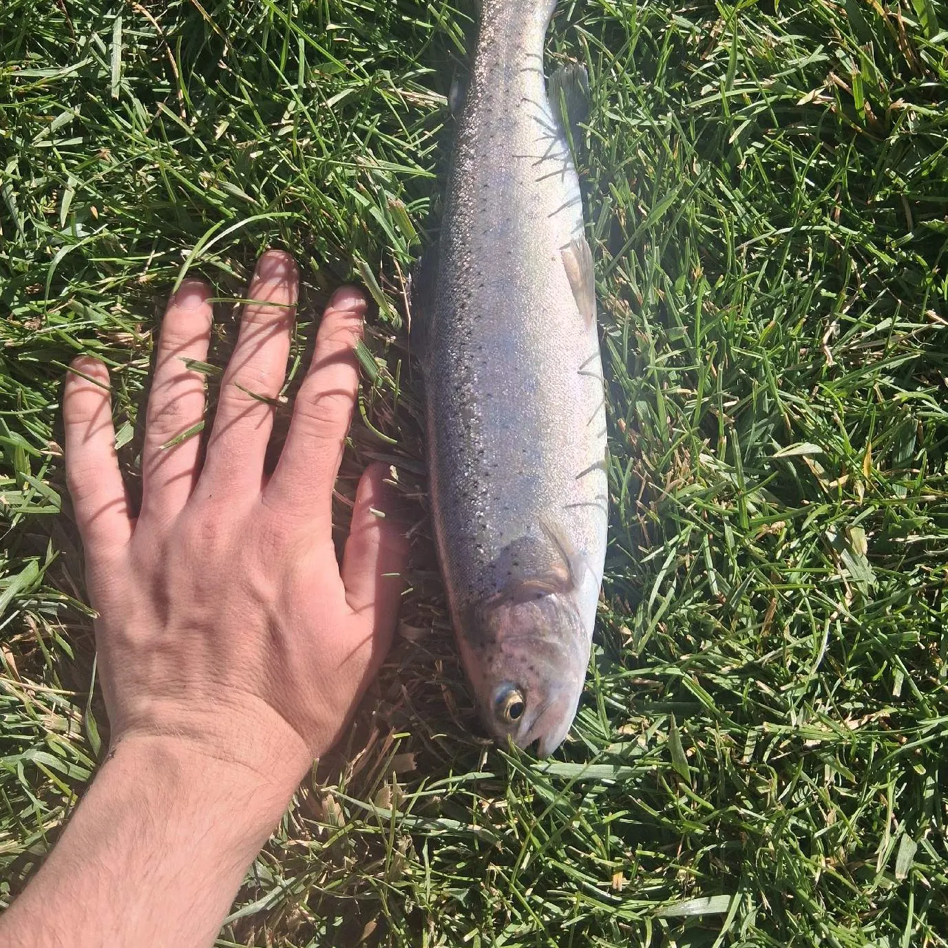 Rainbow trout caught on Fishbrain