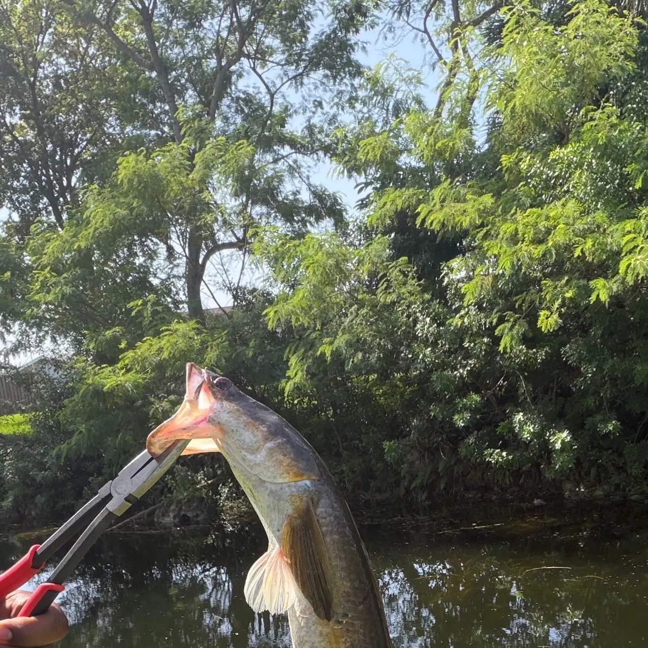 catch
