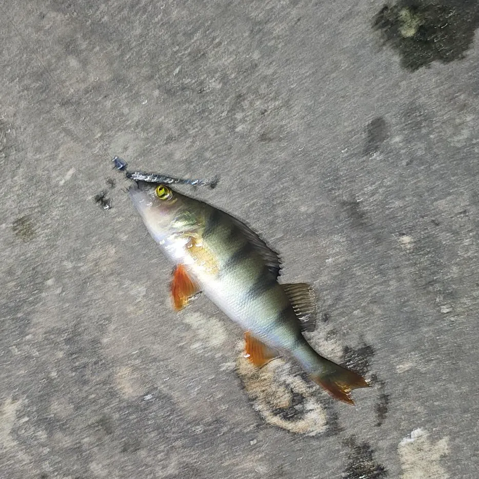 European perch caught on Fishbrain