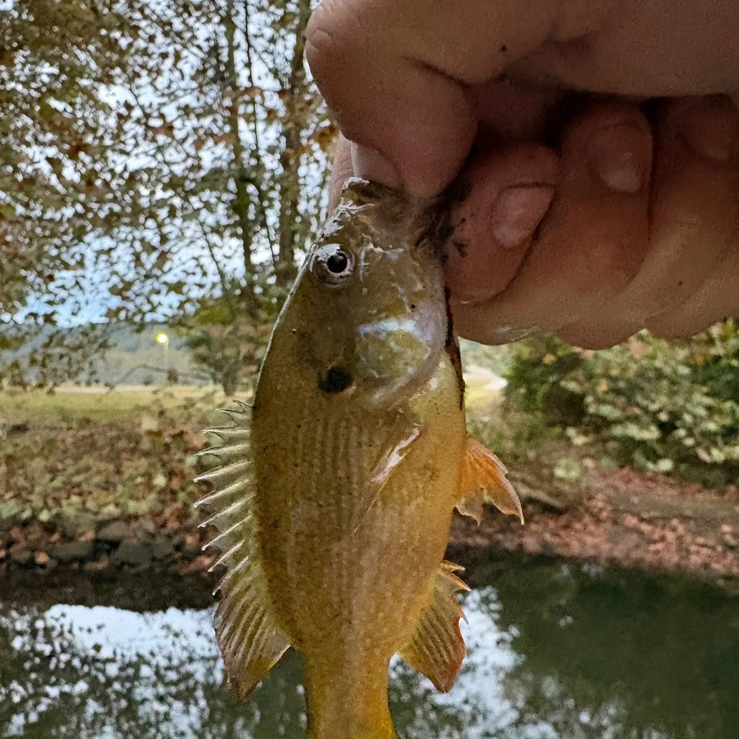 Green sunfish caught on Fishbrain