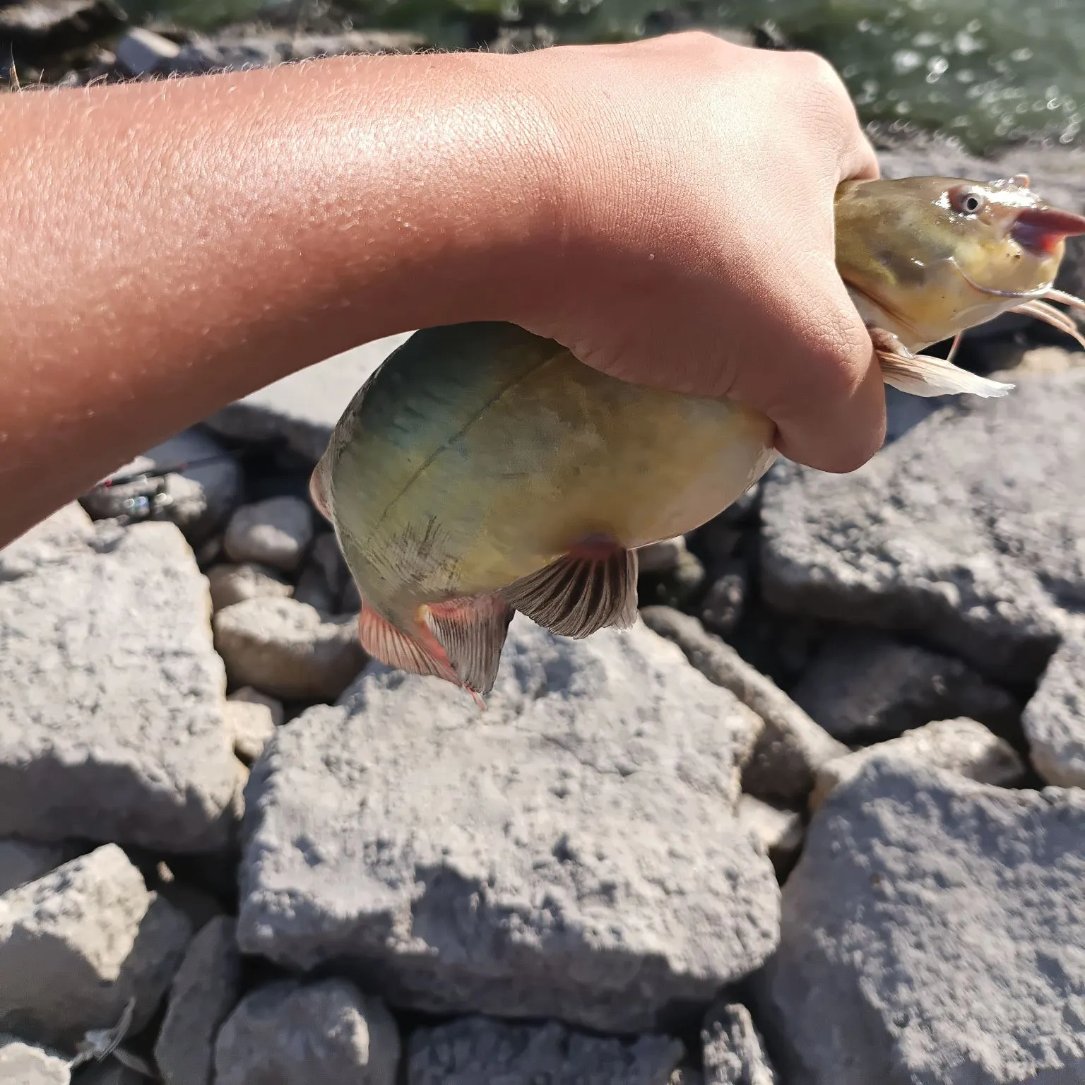 Yellow bullhead caught on Fishbrain