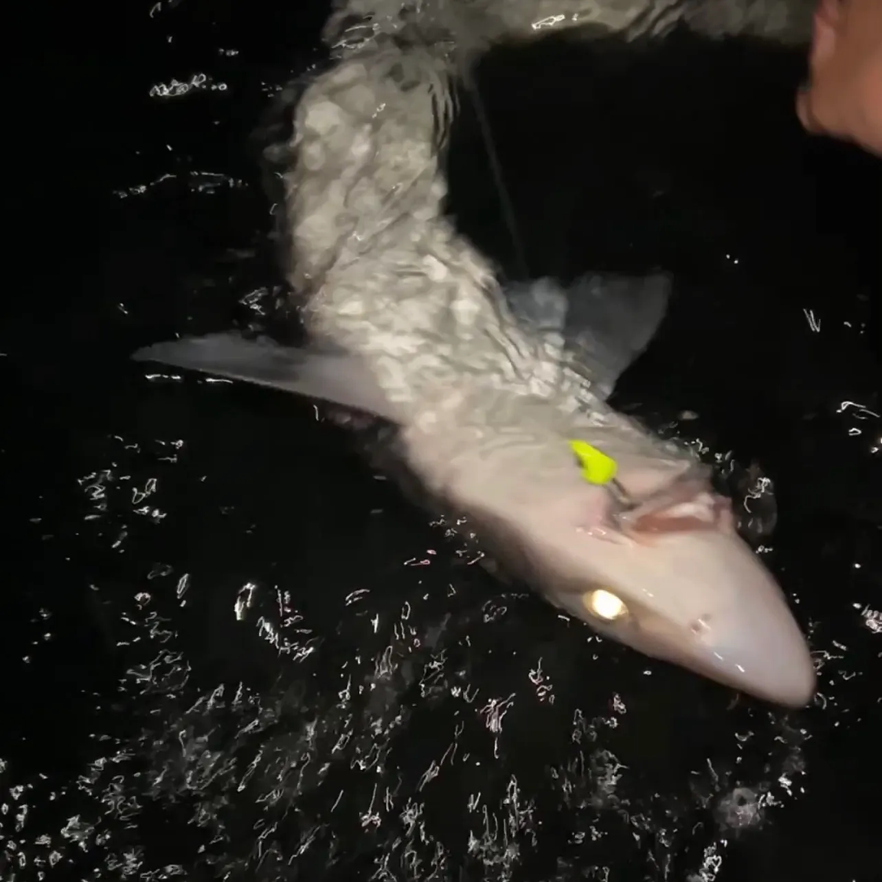 Pacific spiny dogfish caught on Fishbrain