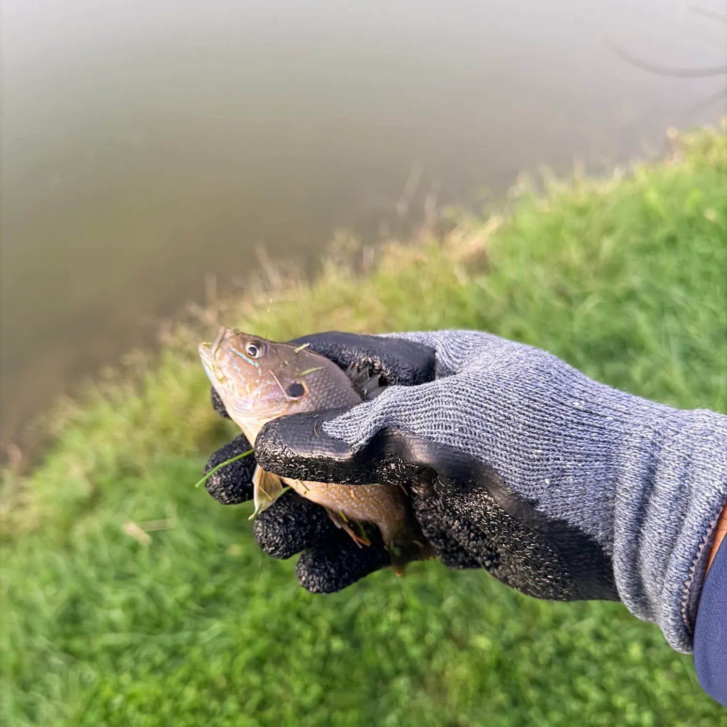 Green sunfish caught on Fishbrain