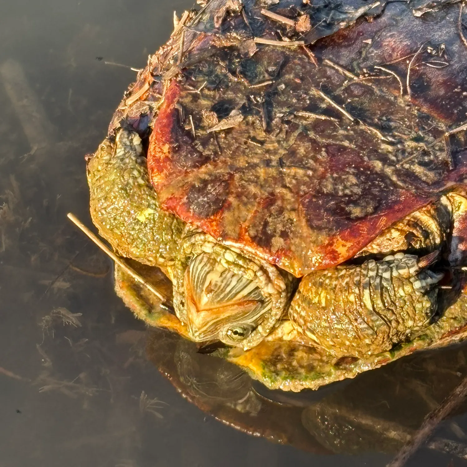 The most recent Australian swamp eel catches on Fishbrain