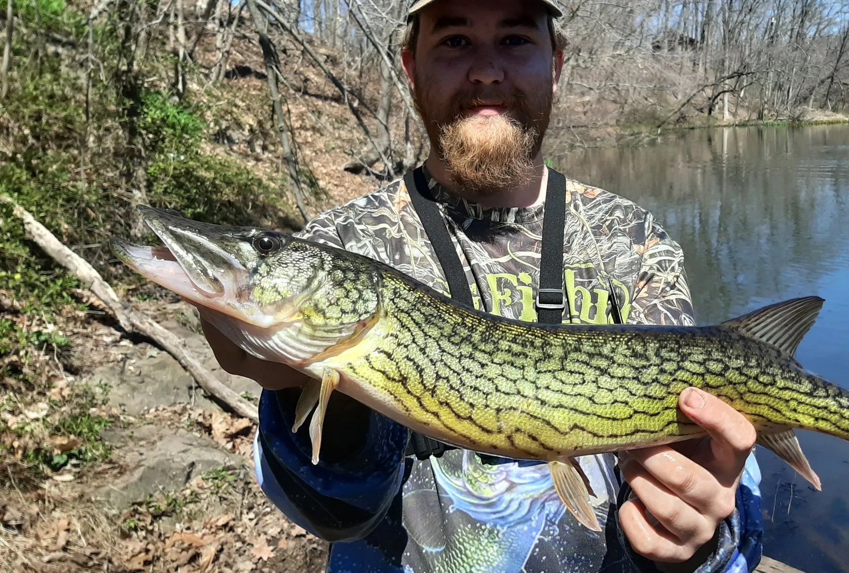 Chain pickerel