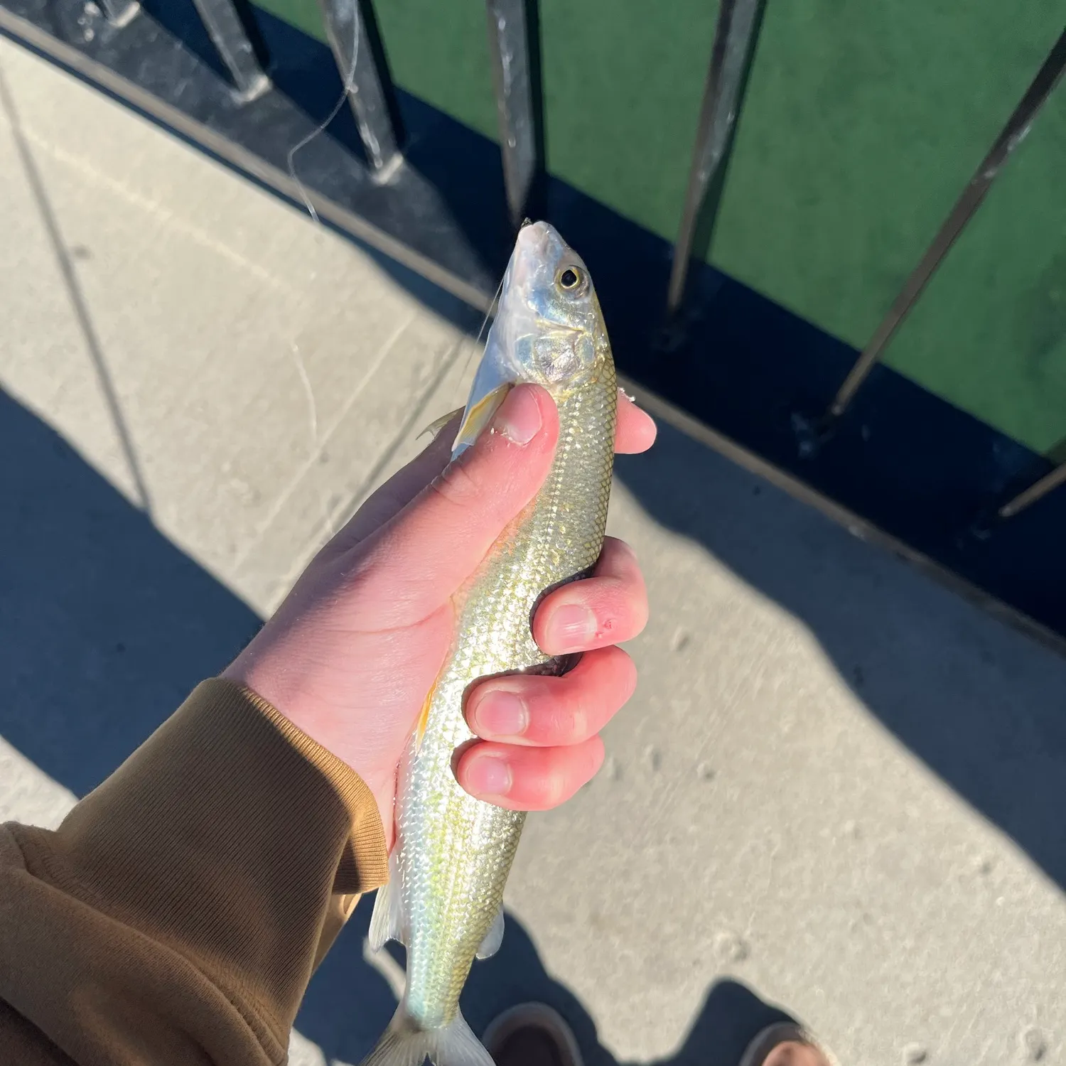Mountain whitefish caught on Fishbrain
